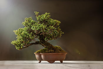 bonsai, rostlina, hrnec, Příroda, strom, listy, bonsai strom, dekorativní, vnitřní bonsai, malý strom, zelené listy