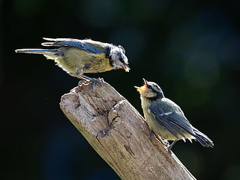 kuşlar, tüyler, yavru kuş baştankara besleme, yavru kuş baştankara, mavi baştankara, küçük kuş, Bahçe, bluetit, tünemiş, bluetit piliç, Mavi baştankara piliç dalı