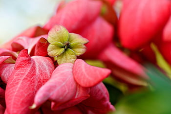 flower, petals, beautiful Flowers, flower Background, flower Wallpaper, flora, nature, tiny, yellow