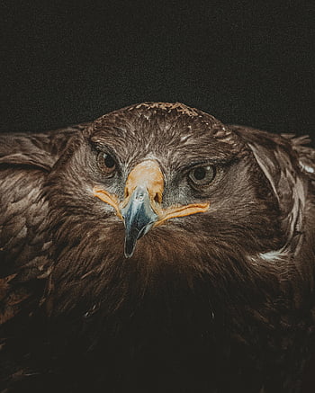 gouden arend, bruin verenkleed, zwarte achtergrond, detailopname, felle blik, opvallend verenkleed, adelaar portret, fotografie van vogels, natuurbeeld, majestueuze vogel, natuurfotografie
