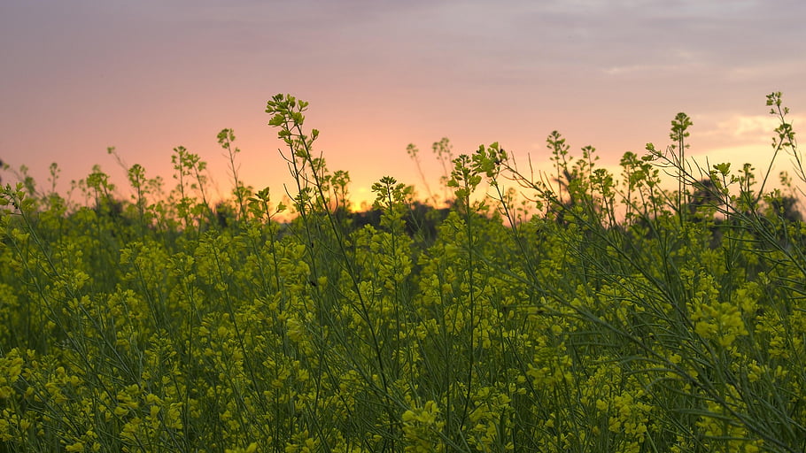 garden, yellow Flower, farming, beautiful Flowers, flower Wallpaper, flower, nature, bloom, flower Background, floral, morning