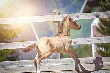 foal, horse, ranch, small Horse, young Horse, nature, young Animal, baby Animal, newborn, dun, mammal