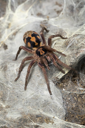 แมงมุมพิษตัวใหญ่ชนิดหนึ่ง, แมงมุม, แมลง, กลัว, Arachnophobia, แมลงจำพวกแมลงมุม, ปุย, ความหวาดกลัว, ธรรมชาติ, น่าขนลุก, เว็บ
