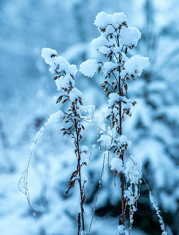 withered flower, ice particle, daytime, snow-covered plants, cold winter day, frost, ice, close-up, frozen plants, winter scenery, outdoor photography
