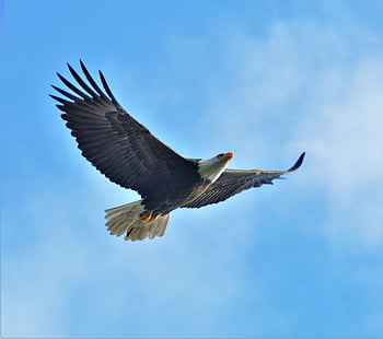 american Bald Eagle, bird, nature, freedom, raptor, symbol, predator, majestic, feathers, wild, wings