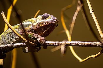 chameleon, reptile, animal, camouflage, lizard, wildlife, nature