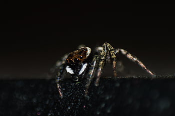 spider, insect, arachnid, close Up, macro Photography, macro Spider, nature, bug, arachnophobia, control, black