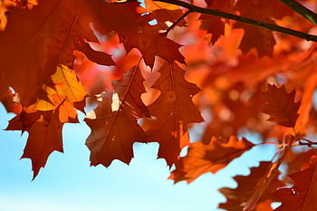 albero di acero arancione, foglie arancioni vivide, fogliame autunnale, cielo blu luminoso, foglie d'autunno, foglie ravvicinate, foglie d'acero, Foto diurna, foglie d'arancio, stagione autunnale, fotografia naturalistica