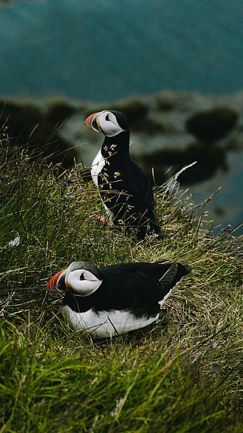 lunder, sorte og hvide fugle, grønt græs, Dyrelivskønhed, græsklædte klippe, island, hvilende lunde, naturfotografering, havfugle, Coastal Wildlife, Puffin habitat