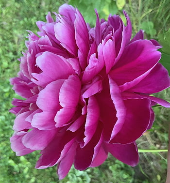 flower, peony, maroon, burgundy, purple, blossom, blooming, foliage, color, spring, flora