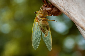 cicada, moult, insect, molt, moulting, metamorphosis, nature, closeup