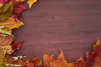 thanksgiving, background, leaves, fall, harvest, autumn, foliage, leaf, minimal, copyspace, creative