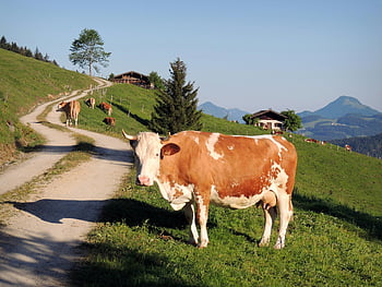 braune und weiße Kuh, grüne Wiese, Österreichische Landschaft, Walchsee, Tirol, lebendiges grünes Gras, idyllische Landschaft, ländliche Szene, Kuh weideten, Blick auf die Berge, Pastoraleinstellung