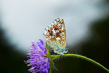 blauer Korydon, tom, Insekt, Schmetterlingstag, Blume, schöne Blumen, Riegel, Müsli, Tiere, Blumen Hintergrund, Natur
