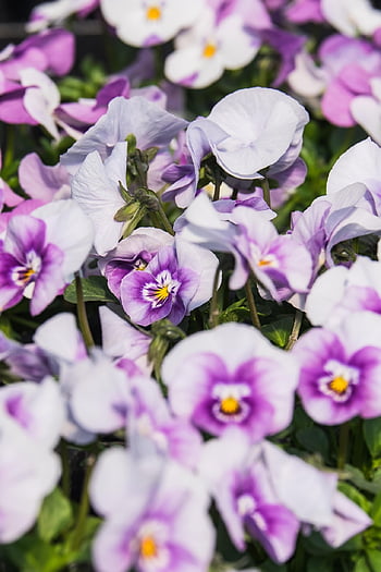 tolet, papel de parede flor, flores bonitas, Primavera, amor perfeito, Flor, roxa, plantar, planta violeta, violaceae, fechar-se