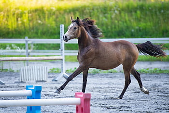 hest, føll, løpe, ponni, galopp, hoppe, paddock, Rideplass, årsgamle, natur, ridning ponni