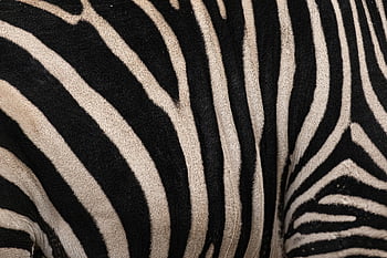 zebra, animal, texture, pattern, nature, surface, design, skin, fur, mammal