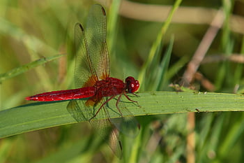 szitakötő, crocothemis, rovar, vizes, természet, növények, növényvilág, állat, szárny, anisoptera, Odonata