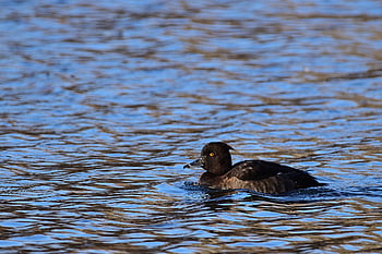 anatra tufted, uccello acquatico, lago, parco, natura