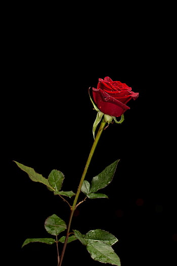 červená růže, kapky rosy, černé pozadí, zářivá červená, symbol lásky, symbol krásy, jediná růže, květinové fotografie, fotografování přírody, romantická květina, detailní květ