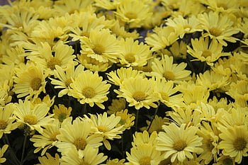 chrysanthemums, flower Background, flowers, garden, flower Wallpaper, yellow Flowers, petals, yellow Petals, bloom, blossom, flora