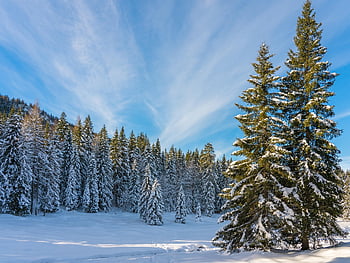 vinterlandskap, vinter skog, vinter, snø, trær, skog, himmel, natur, landskap, grantrær