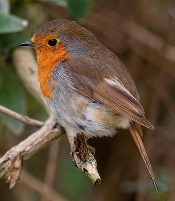 robin, fugl, afdeling, perched, dyr, robin redbreast, sangfugl, dyreliv, fjer, fjerdragt, næb
