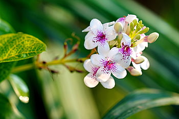 pseuderanthemum, flowers, beautiful Flowers, white Flowers, petals, white Petals, flower Background, bloom, blossom, flora, plants