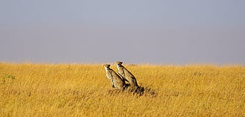 γατόπαρδος, ερημιά, άγρια ​​ζωή, Τανζανία, serengeti, φύση, ζώο, Αφρική, μεγάλη γάτα, θηρευτής