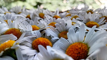 kamille, sommer, blomst baggrund, blomst tapet, blomster, natur, En buket tusindfryd, smukke blomster, daisy, greens, blade