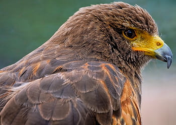 pták, jestřáb, harrisův jestřáb, jestřábník okřídlený, tmavé jestřáb, Wolf Hawk, raptor, ptačí, dravý pták, ornitologie, peří