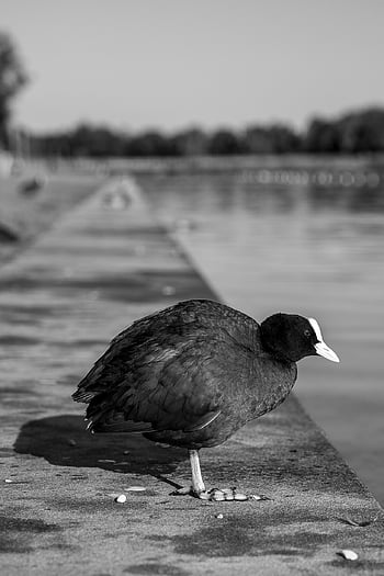 coot, bird, animal, water Bird, aquatic Bird, wildlife, plumage, bill, beak, nature, schwimmvogel