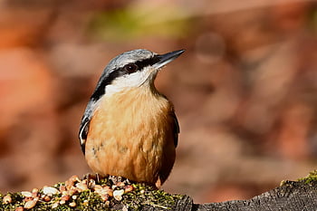 brhlík lesní, pták, zvíře, peří, volně žijících živočichů, Příroda, zobák, ornitologie, pozorování ptáků, park