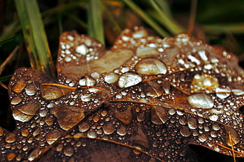waterdrop, rain, nature