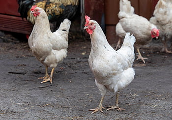 chicken, poultry, livestock, farm Animals, hen, rooster, chicken Coop, egg Production, meat Production, nature, chicken Breeds