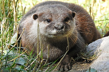 otter, clawed Otter, predator, wildlife, zoo, animal, nature