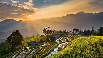 vietnam, sunset, rice Fields, rice Terraces, north Vietnam, ha Giang, agriculture, cultivation, farming, field, harvest
