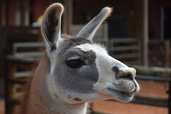 lama, zvíře, savec, Lama Head, lama uši, zoo, živočišného světa, srst, fotografování zvířat, volně žijících živočichů, divoké zvíře