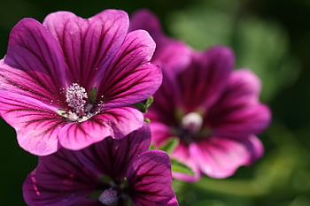 purple, flower, background, close up, nature, garden, flowers, flora, plant, green, beauty