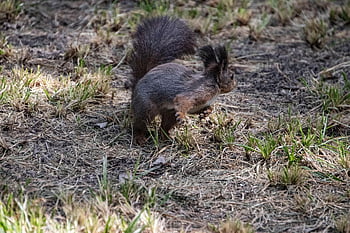 squirrel, animal, rodent, mammal, wildlife, fauna, meadow, foraging, nature
