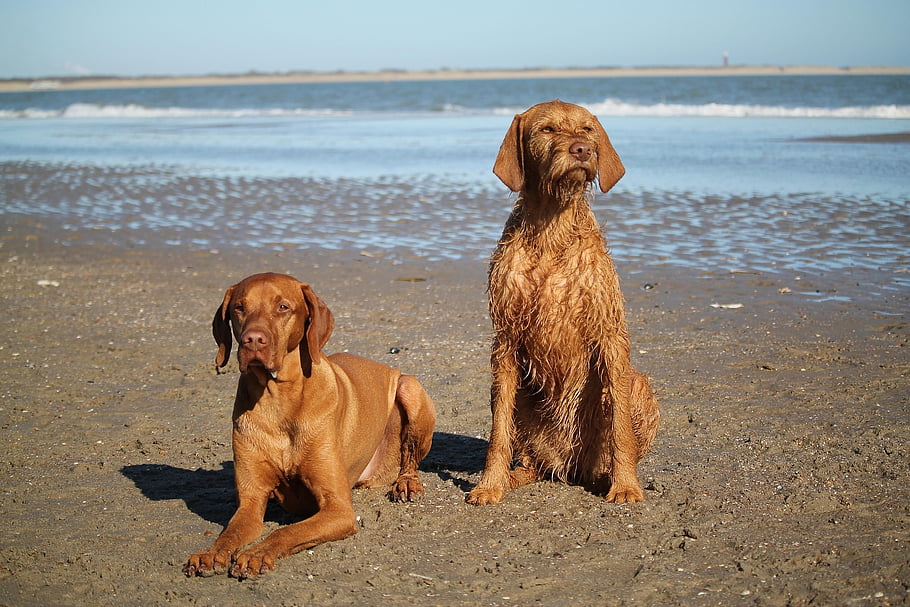 vizsla, psů, pláž, domácí zvířata, zvířat, moře, písek, pobřeží, čistokrevní psi