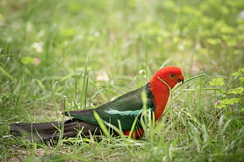 australian King Parrot, bird, animal, parrot, king Parrot, alisterus Scapularis, male Bird, bill, beak, feathers, wildlife