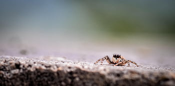 แมงมุม, แมลงจำพวกแมลงมุม, ใยแมงมุม, ปุย, เด็กน้อย, จัมเปอร์, Arachnophobia, แมงมุมพิษตัวใหญ่ชนิดหนึ่ง, ซ้าย, ด้วง, เป็นพิษ