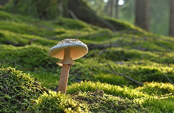 houba, Pearl houba, lesní houby, mech, lesní podlaha, letní, Příroda