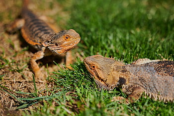 ještěrka, plaz, vousatý drak, váhy, stvoření, Příroda, drak, zvíře
