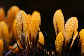 krokus, květ, rosa, žlutý šafrán, žluté květy, dewdrop, mokré, kapka vody, květinové pozadí, flóra, rostlina