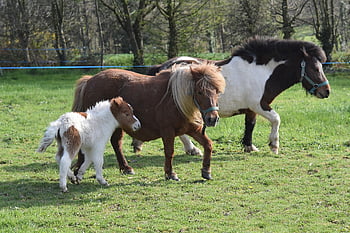 Shetland midilli, atlar, doğa, hayvanlar, otlama, otlak