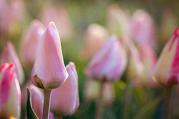 tulip, flower, garden, field, petals, nature, spring, bloom, blossom, flora, plants