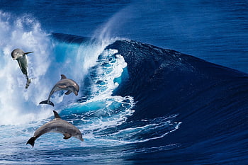 delfini, mammiferi, onde, mammiferi acquatici, Creature acquatiche, saltare, saltare i delfini, salto, paesaggio marino, natura, acqua
