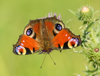 peacock Butterfly, butterfly, insect, aglais Io, thistle, flower, nature, animal, pattern, decorative, macro